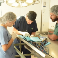 Curso de Ovariosalpingohisterectomia