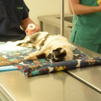 Curso de Ovariosalpingohisterectomia