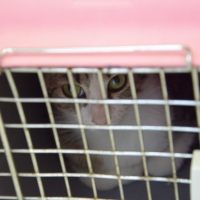 Curso de Ovariosalpingohisterectomia