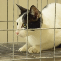 Curso de Ovariosalpingohisterectomia