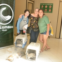 Curso de Ovariosalpingohisterectomia