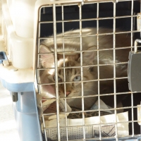 Curso de Ovariosalpingohisterectomia