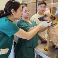 Jornada de Vacunación Antirrábica en la Universidad Columbia