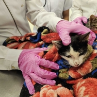 Jornada de Vacunación Antirrábica en la Universidad Columbia