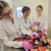 Jornada de Vacunación Antirrábica en la Universidad Columbia