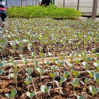 Cátedra de Horticultura en  J.A. Saldívar