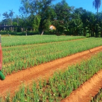Cátedra de Horticultura en  J.A. Saldívar