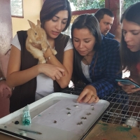 Estudiantes de Veterinaria realizan prácticas de Cunicultura