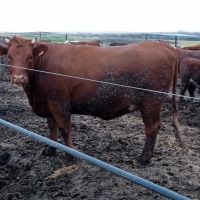 Viaje a Uruguay - Agronomía y Veterinaria