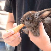 Feria de Emprendedores