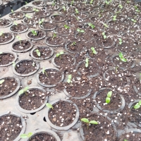 Visita técnica. Ruta de la Yerba Mate - Itapúa