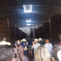 La ruta de la caña”