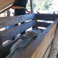 Extensión y Pasantías: Ing. Agronómica, Admin. Agropecuaria