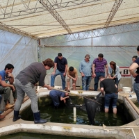Producción Piscícola mediante transferencia de conocimientos