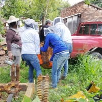 Práctica de Apicultura