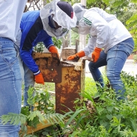 Práctica de Apicultura