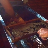 Cosecha de Miel de Abejas en Itapúa