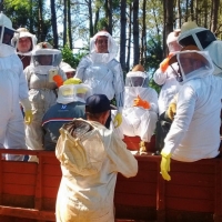 Cosecha de Miel de Abejas en Itapúa