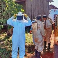 Cosecha de Miel de Abejas en Itapúa
