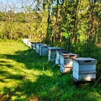 Cosecha de Miel de Abejas en Itapúa