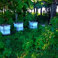 Cosecha de Miel de Abejas en Itapúa