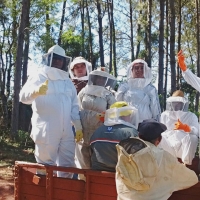 Cosecha de Miel de Abejas en Itapúa