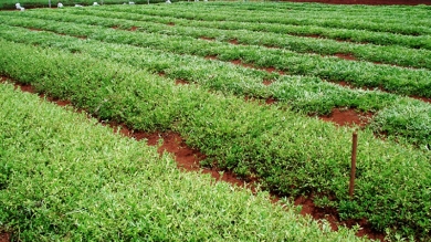 Práctica de Agroindustria en la UNA