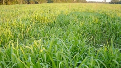 Actividad de Campo en Valenzuela, Cordillera