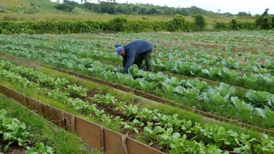 Práctica de Horticultura en el IPTA