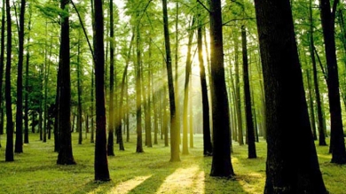 Práctica de Silvicultura en el INFONA