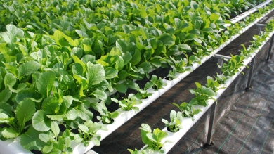 Práctica Profesional en Caacupé e Itá