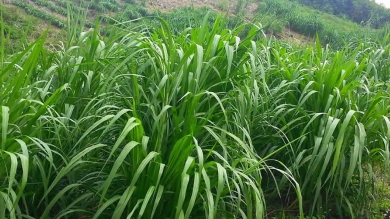Actividad de Agronomía en la ARP