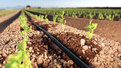 Práctica de Agronomía en Caacupé