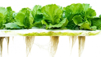 Actividad de Agronomía en Granja Hortícola