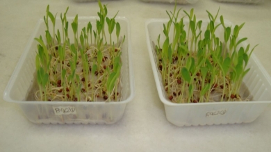 Práctica de Protección Vegetal