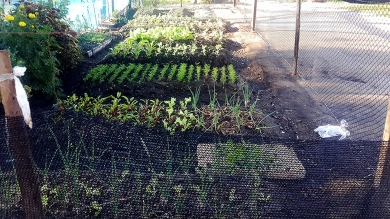 Práctica Profesional de Agronomía