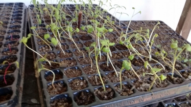 Actividad de Extensión con Impacto Social