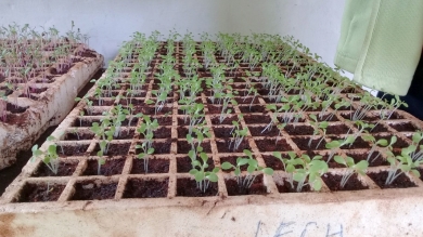 Actividad de Agronomía con Impacto Social