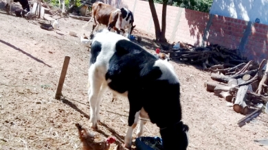 Práctica de Anatomofisiología Animal