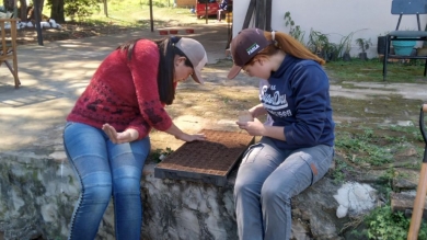 Carga en bandeja germinativa de semillas de lechuga, acelga y remolacha.