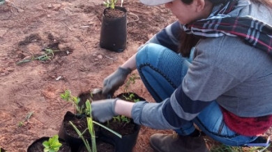 Trasplante de yerba mate