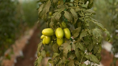 Identificación de especies hortícolas