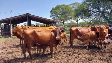 Anatomía y Fisiología Animal