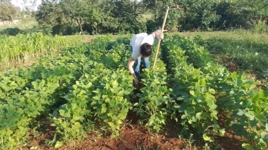 Acondicionamiento de Parcelas Demostrativas