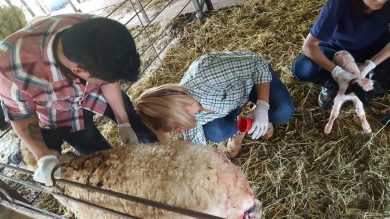 Práctica de Andrología en Curuguaty