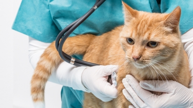 Conocimiento sobre Inmunodeficiencia y Leucemia Felina en el Microcentro de Asunción