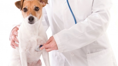 Leucemia Canina: Un enemigo silencioso que deberíamos conocer