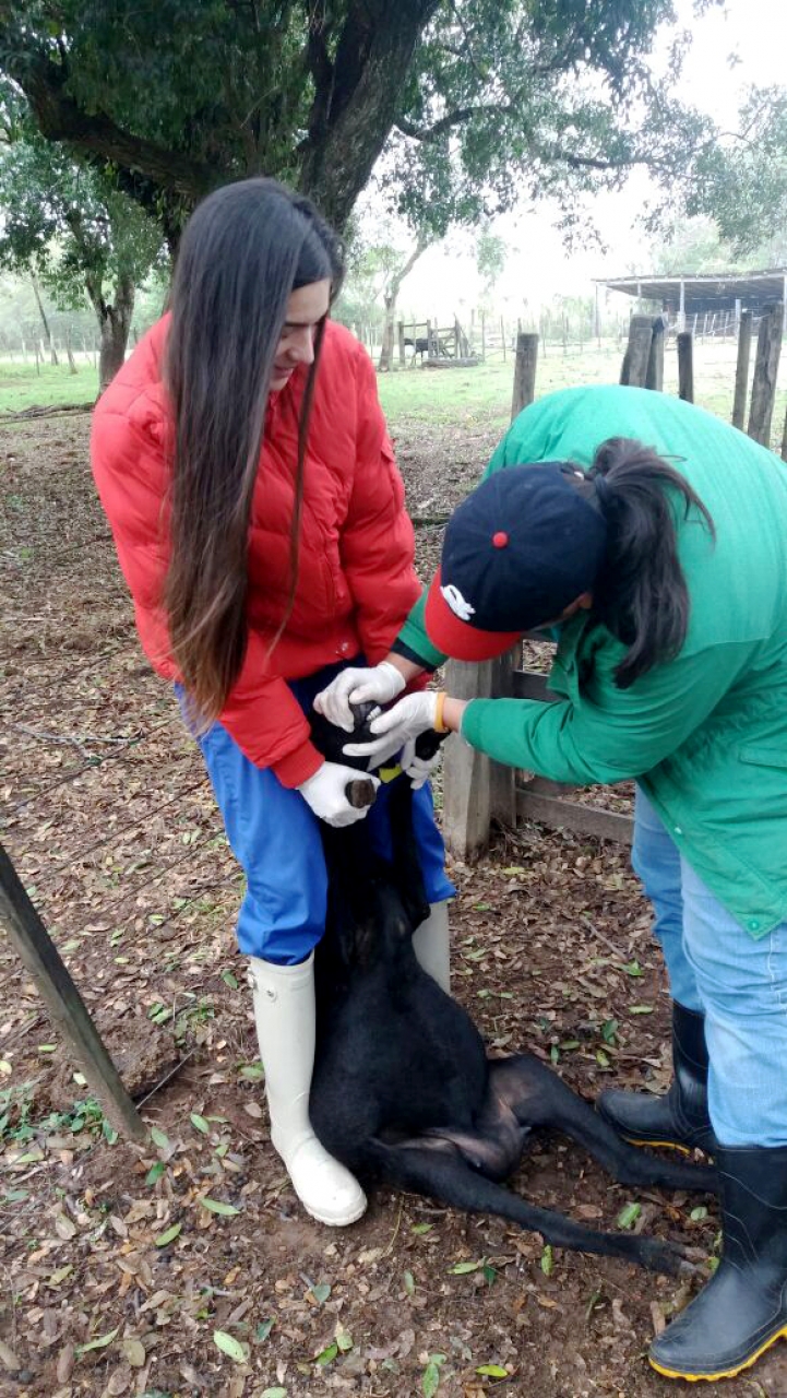 Visita a Ganadera &quot;San Feli&quot;, Caazapá