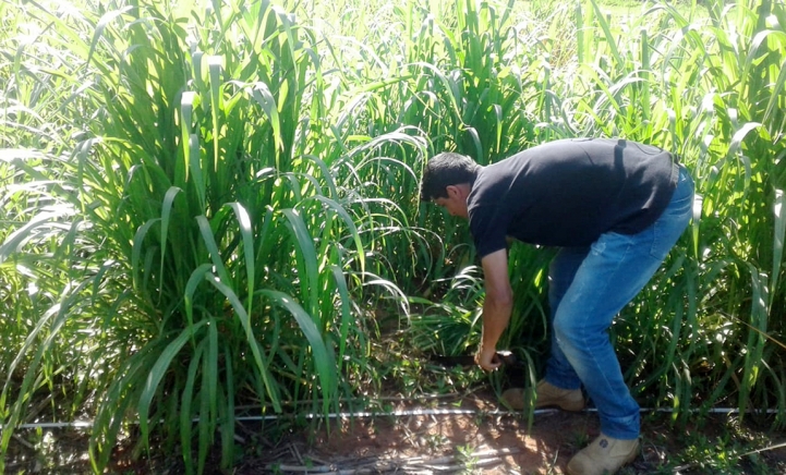 Práctica Profesional en Pasturas y Forrajes