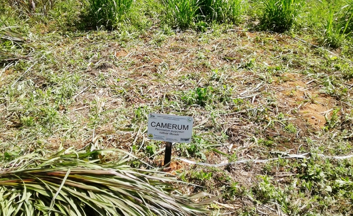 Práctica Profesional en Pasturas y Forrajes